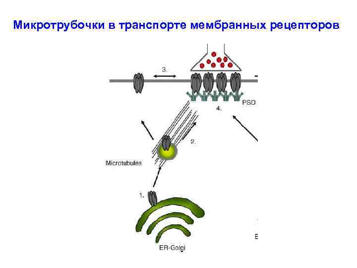 Микротрубочки в транспорте мембранных рецепторов 