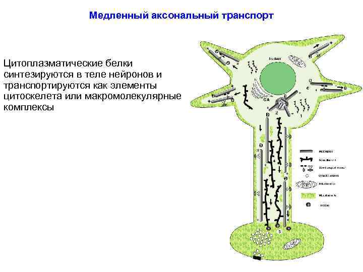 Медленный аксональный транспорт Цитоплазматические белки синтезируются в теле нейронов и транспортируются как элементы цитоскелета