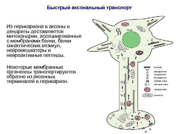 Быстрый аксональный транспорт Из перикариона в аксоны и дендриты доставляются митохондрии, ассоциированные с мембранами