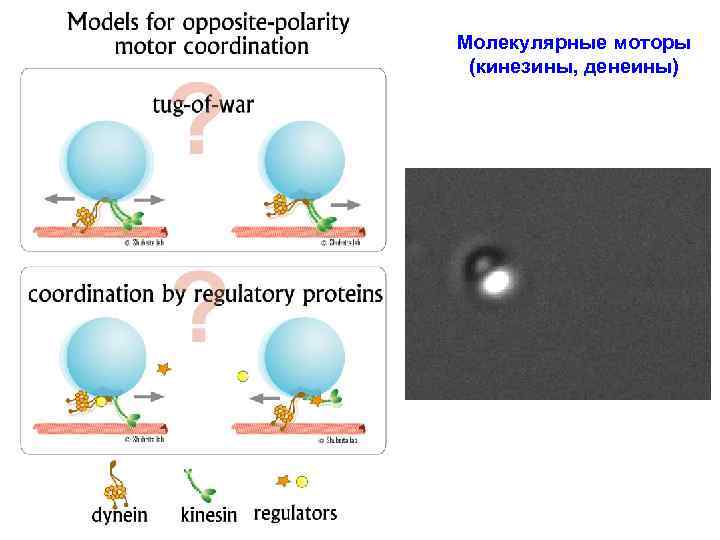 Молекулярные моторы (кинезины, денеины) 