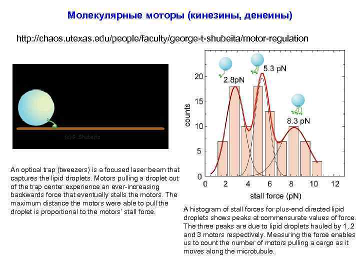 Молекулярные моторы (кинезины, денеины) http: //chaos. utexas. edu/people/faculty/george-t-shubeita/motor-regulation An optical trap (tweezers) is a