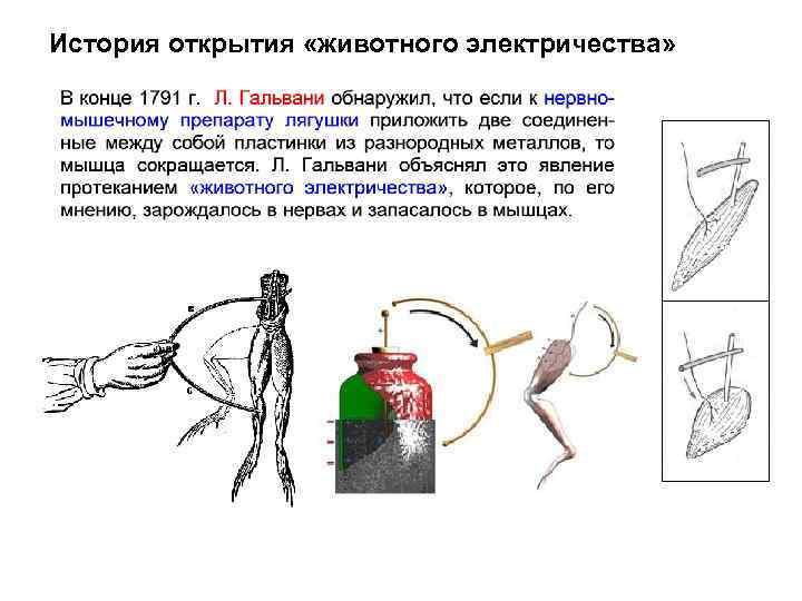 История открытия «животного электричества» 