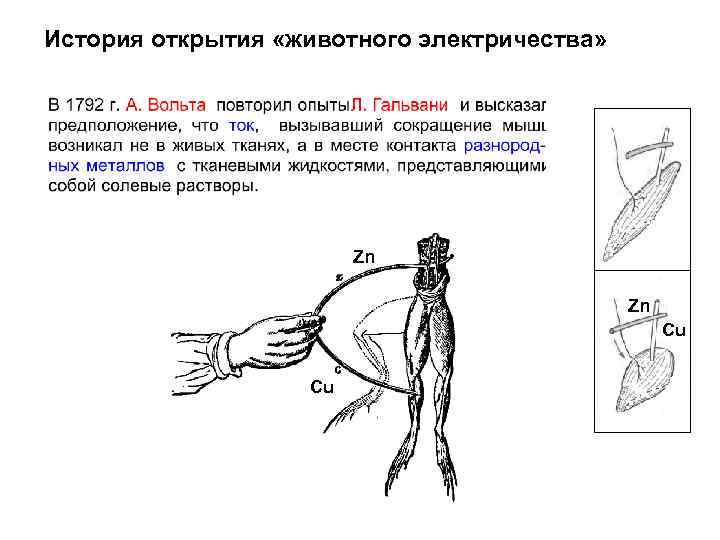 История открытия «животного электричества» Zn Zn Cu Cu 