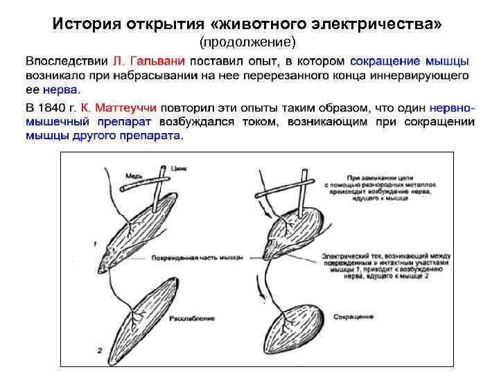 История открытия «животного электричества» (продолжение) 