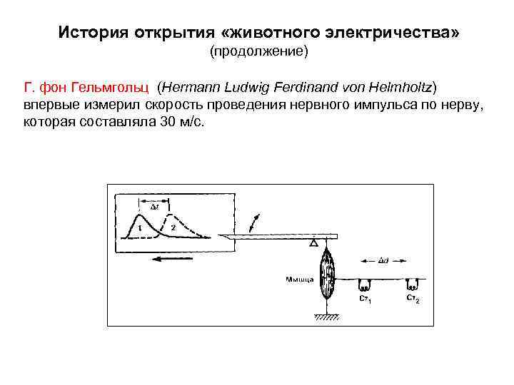 История открытия «животного электричества» (продолжение) Г. фон Гельмгольц (Hermann Ludwig Ferdinand von Helmholtz) впервые