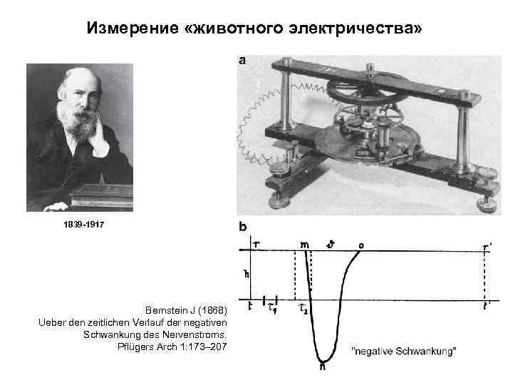 Измерение «животного электричества» 1839 -1917 Bernstein J (1868) Ueber den zeitlichen Verlauf der negativen