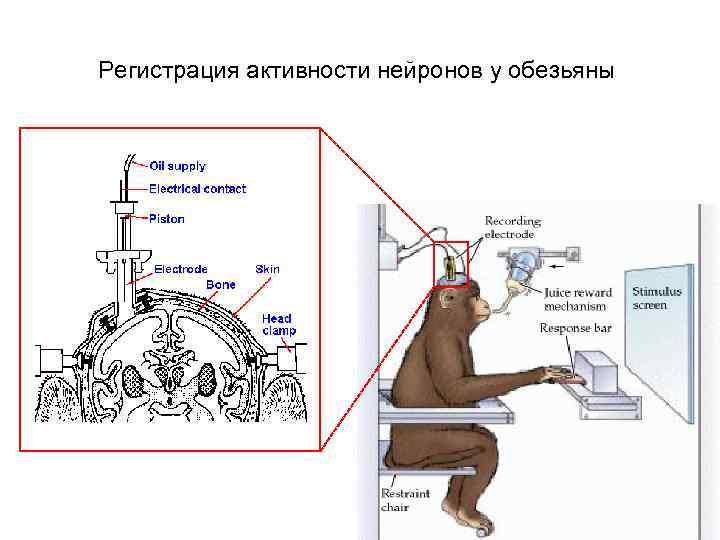 Регистрация активности нейронов у обезьяны 