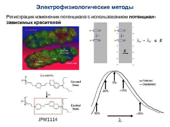 Электрофизиологические методы Регистрация изменения потенциала с использованием потенциалзависимых красителей 