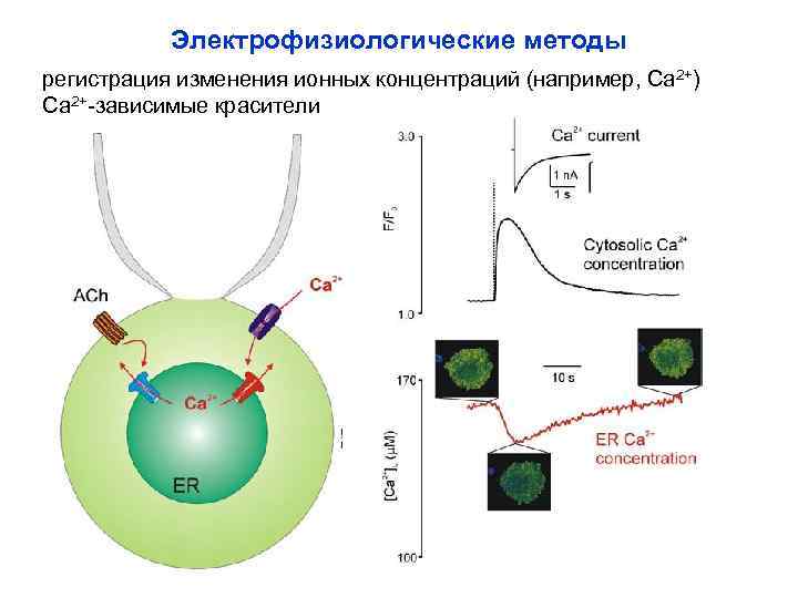 Электрофизиологические методы регистрация изменения ионных концентраций (например, Са 2+) Са 2+-зависимые красители 