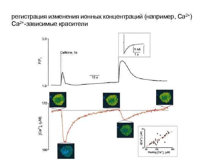 регистрация изменения ионных концентраций (например, Са 2+) Са 2+-зависимые красители 