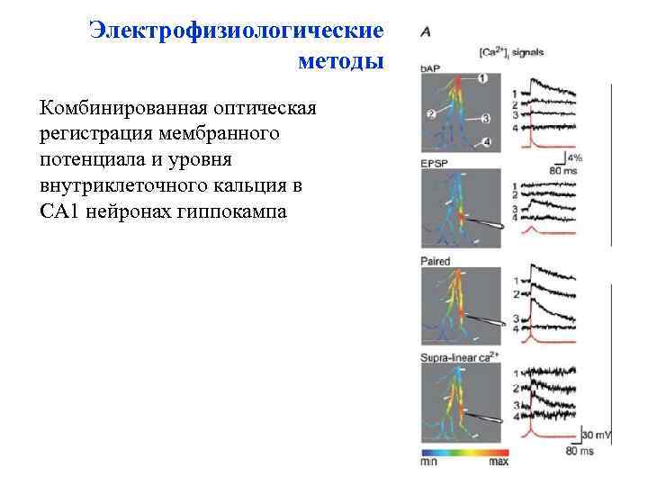 Электрофизиологические методы Комбинированная оптическая регистрация мембранного потенциала и уровня внутриклеточного кальция в СА 1