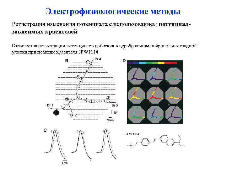 Электрофизиологические методы Регистрация изменения потенциала с использованием потенциалзависимых красителей Оптическая регистрации потенциалов действия в