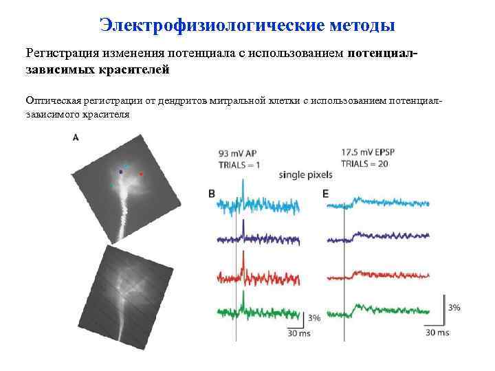 Электрофизиологические методы Регистрация изменения потенциала с использованием потенциалзависимых красителей Оптическая регистрации от дендритов митральной