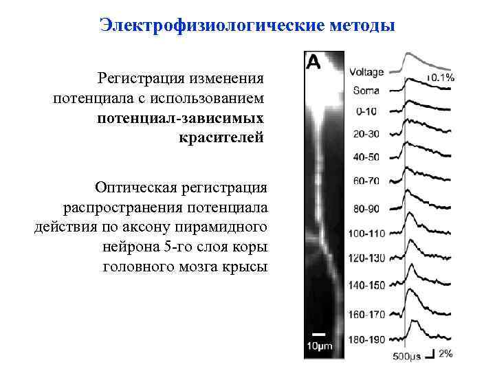 Электрофизиологические методы Регистрация изменения потенциала с использованием потенциал-зависимых красителей Оптическая регистрация распространения потенциала действия