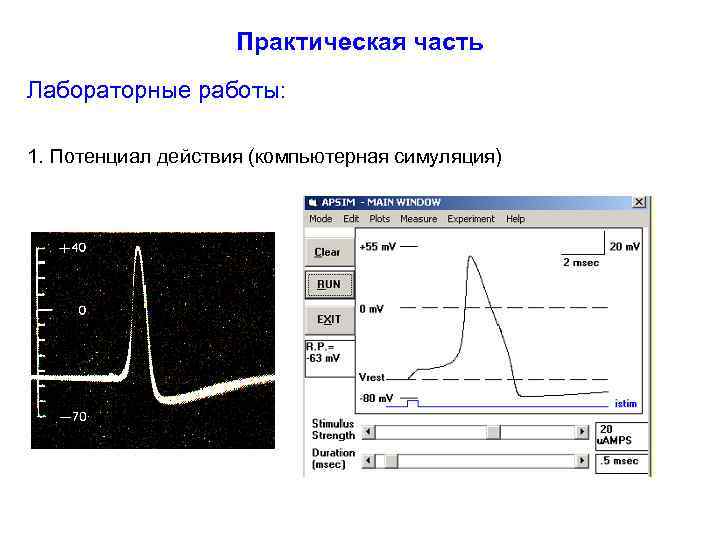 Практическая часть Лабораторные работы: 1. Потенциал действия (компьютерная симуляция) 