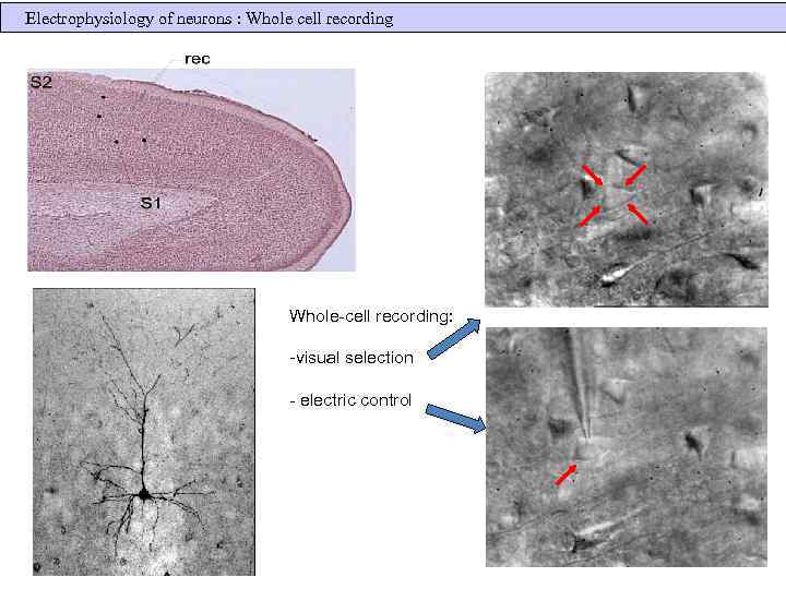 Electrophysiology of neurons : Whole cell recording Whole-cell recording: -visual selection - electric control