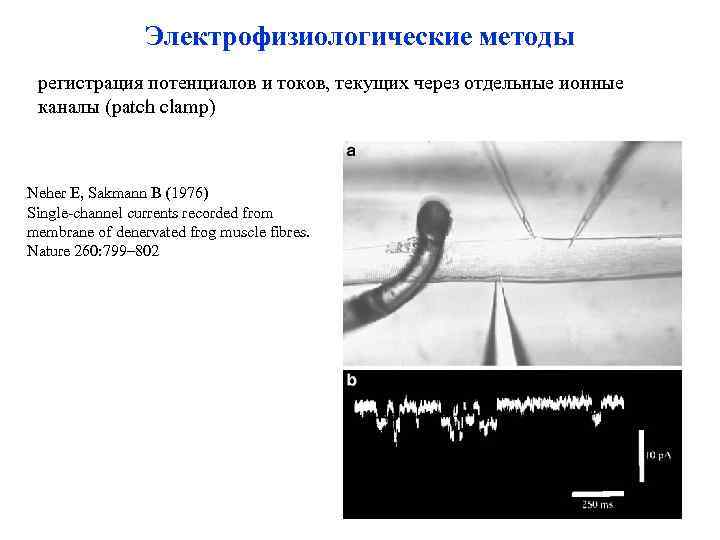 Электрофизиологические методы регистрация потенциалов и токов, текущих через отдельные ионные каналы (patch clamp) Neher