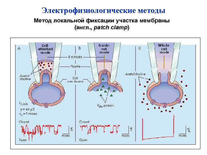 Электрофизиологические методы Метод локальной фиксации участка мембраны (англ. , patch clamp) 