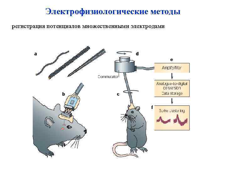 Электрофизиологические методы регистрация потенциалов множественными электродами 