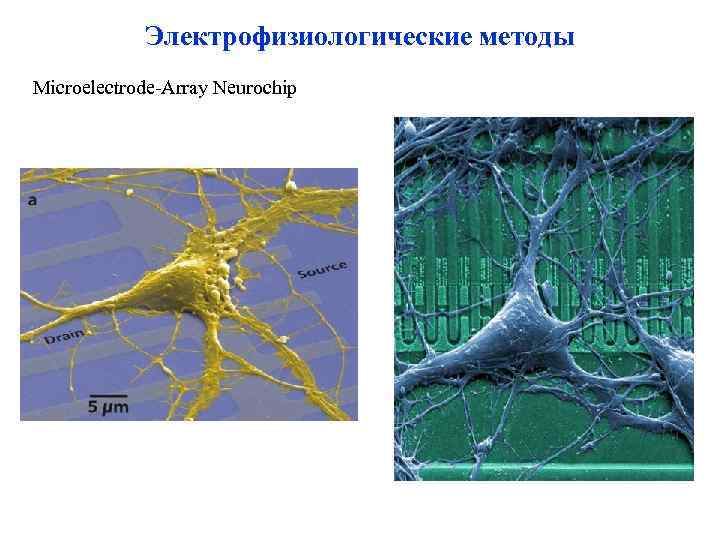 Электрофизиологические методы Microelectrode-Array Neurochip 