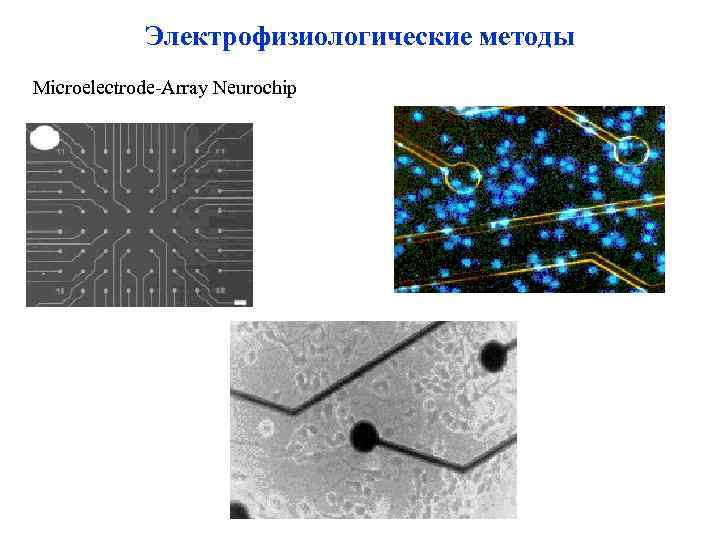 Электрофизиологические методы Microelectrode-Array Neurochip 