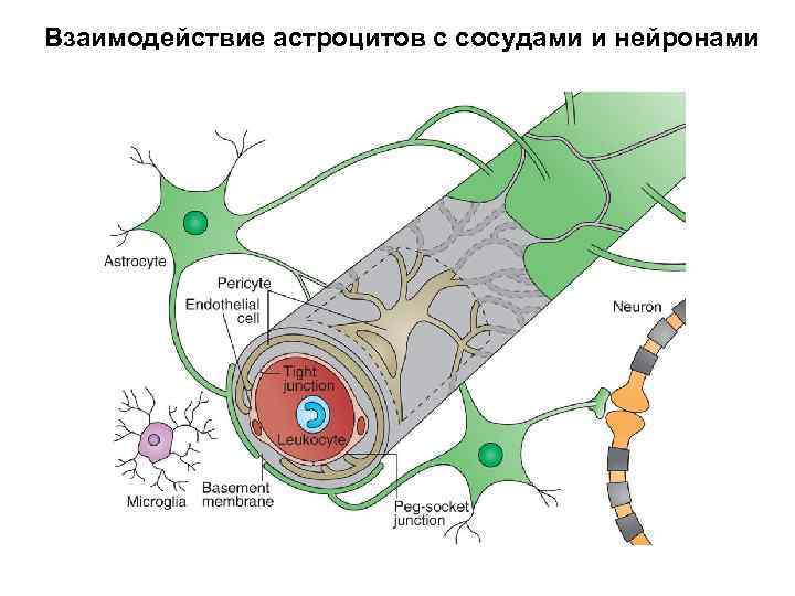 Взаимодействие астроцитов с сосудами и нейронами 