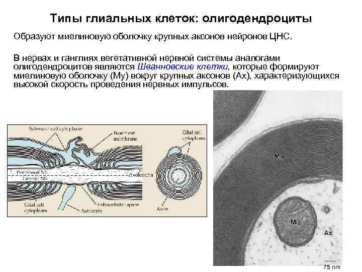 Типы глиальных клеток: олигодендроциты Образуют миелиновую оболочку крупных аксонов нейронов ЦНС. В нервах и