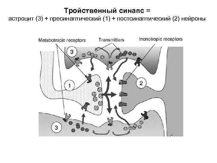 Тройственный синапс = астроцит (3) + пресинаптический (1) + постсинаптический (2) нейроны 