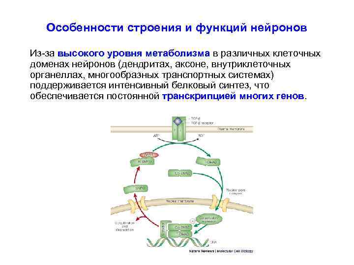 Особенности строения и функций нейронов Из-за высокого уровня метаболизма в различных клеточных доменах нейронов