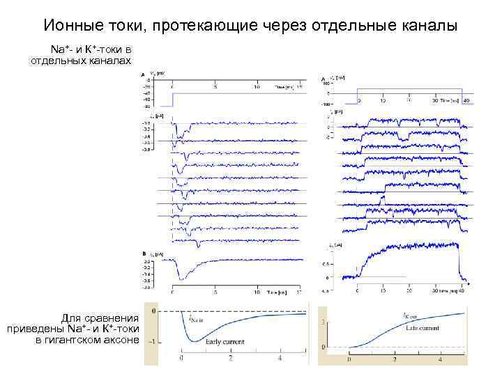 Ионные токи, протекающие через отдельные каналы Na+- и К+-токи в отдельных каналах Для сравнения