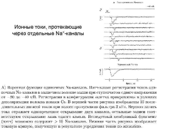 Ионные токи, протекающие через отдельные Na+-каналы 