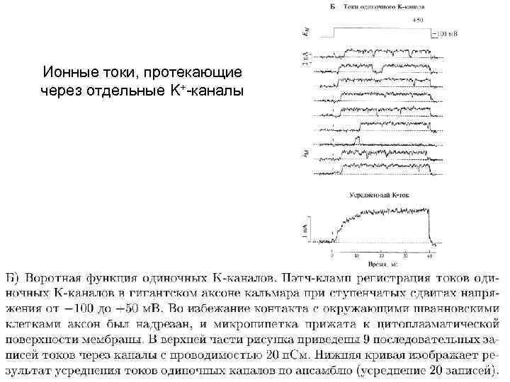 Ионные токи, протекающие через отдельные K+-каналы 