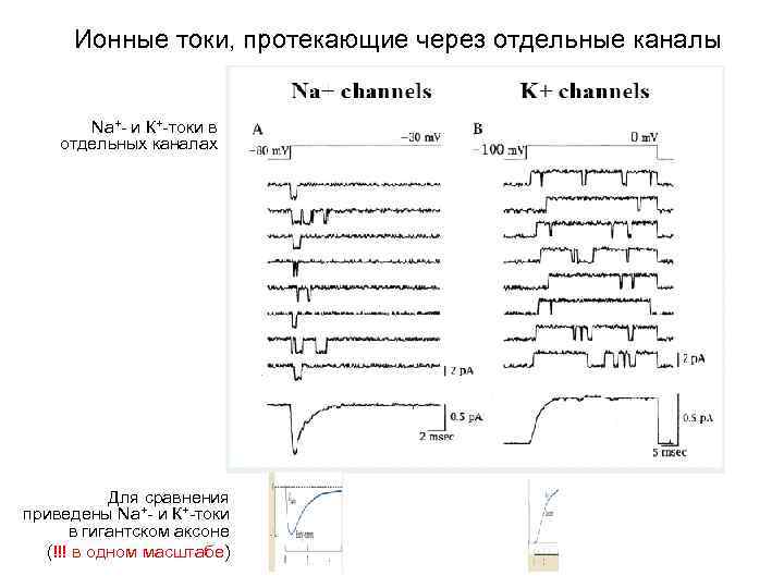 Ионные токи, протекающие через отдельные каналы Na+- и К+-токи в отдельных каналах Для сравнения