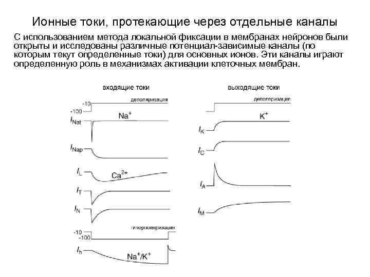 Ионные токи, протекающие через отдельные каналы С использованием метода локальной фиксации в мембранах нейронов