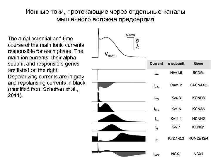 Ионные токи, протекающие через отдельные каналы мышечного волокна предсердия The atrial potential and time
