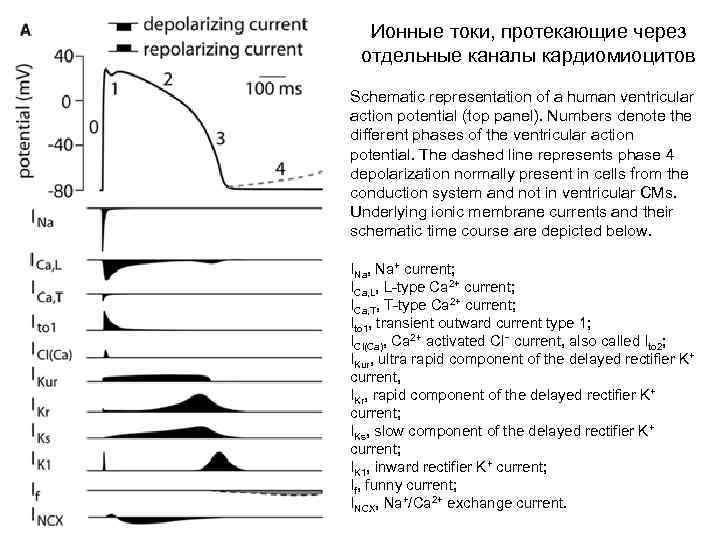 Ионные токи, протекающие через отдельные каналы кардиомиоцитов Schematic representation of a human ventricular action