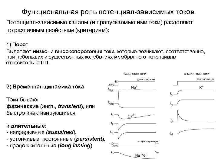 Функциональная роль потенциал-зависимых токов Потенциал-зависимые каналы (и пропускаемые ими токи) разделяют по различным свойствам