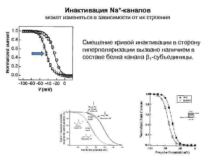 Инактивация Na+-каналов может изменяться в зависимости от их строения Смещение кривой инактивации в сторону