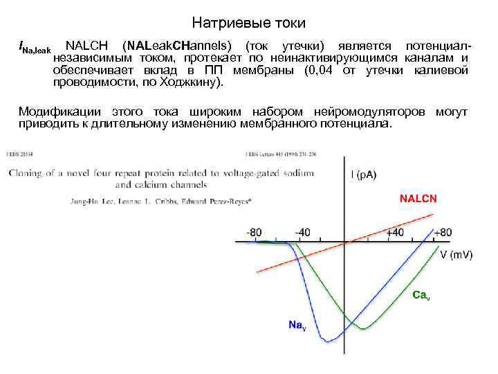 Натриевые токи INa, leak NALCH (NALeak. CHannels) (ток утечки) является потенциалнезависимым током, протекает по