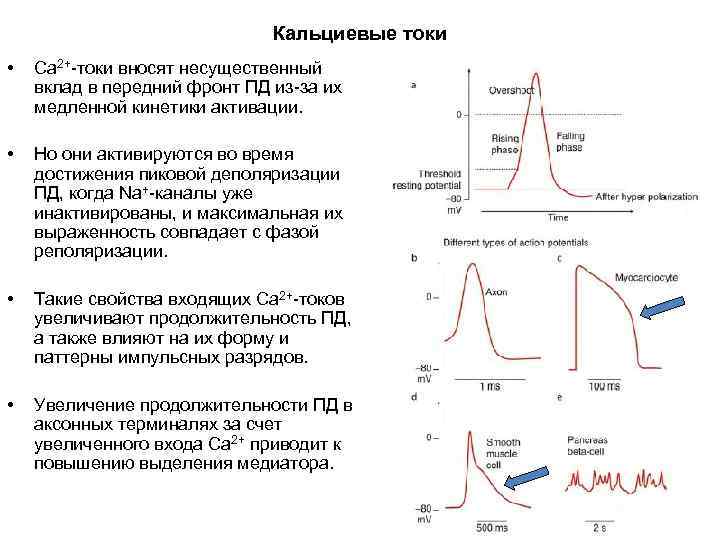 Кальциевые токи • Са 2+-токи вносят несущественный вклад в передний фронт ПД из-за их