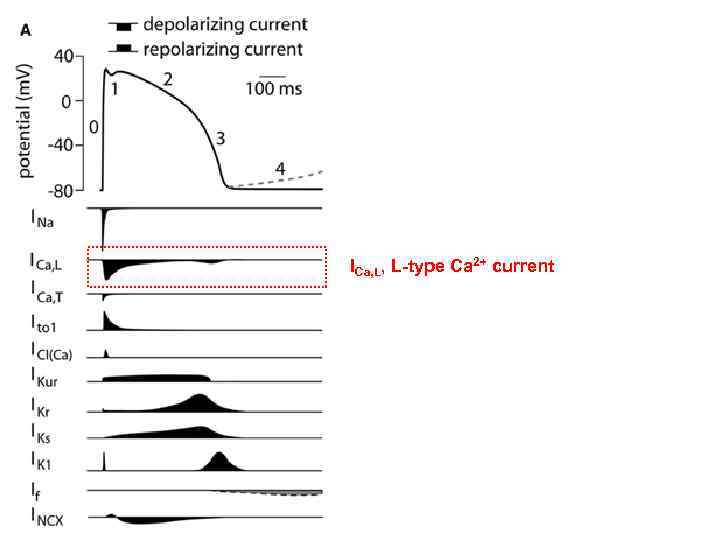 ICa, L, L-type Ca 2+ current 