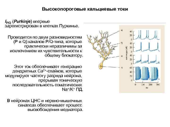 Высокопороговые кальциевые токи IP/Q (Purkinje) впервые зарегистрирован в клетках Пуркинье. Проводится по двум разновидностям