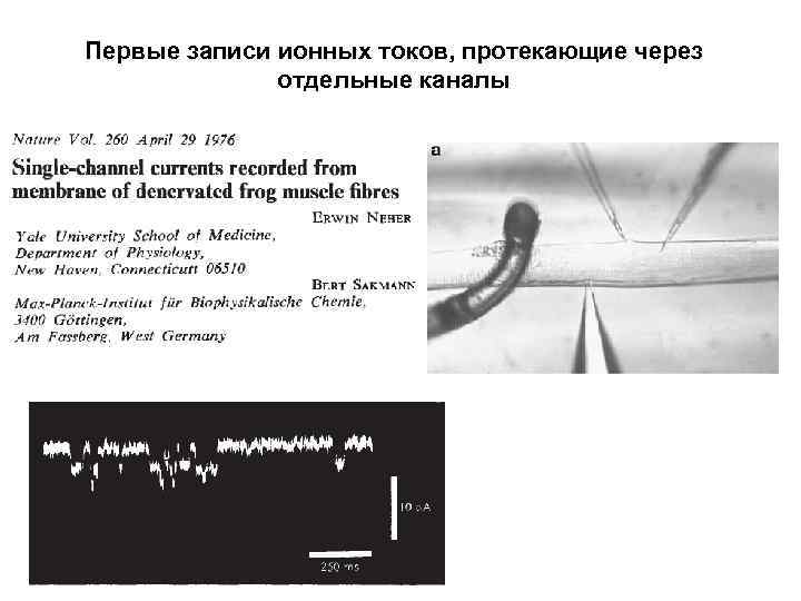 Первые записи ионных токов, протекающие через отдельные каналы 