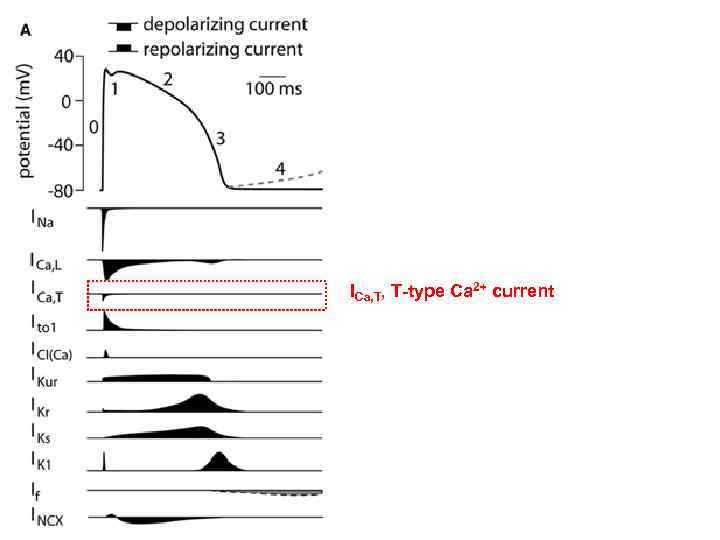 ICa, T, T-type Ca 2+ current 