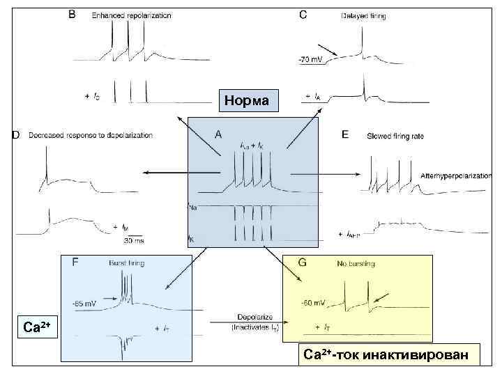 Норма Са 2+-ток инактивирован 