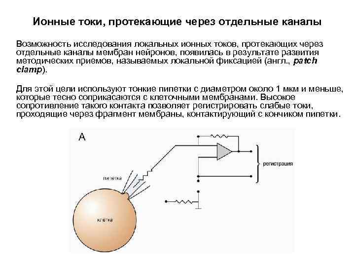 Ионные токи, протекающие через отдельные каналы Возможность исследования локальных ионных токов, протекающих через отдельные