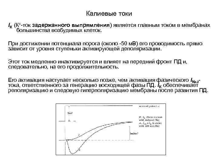 Калиевые токи IK (К+-ток задержанного выпрямления) является главным током в мембранах большинства возбудимых клеток.