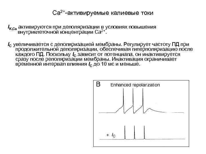 Са 2+-активируемые калиевые токи IK, Ca активируются при деполяризации в условиях повышения внутриклеточной концентрации