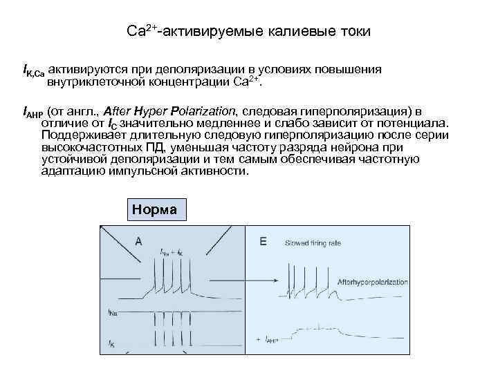 Са 2+-активируемые калиевые токи IK, Ca активируются при деполяризации в условиях повышения внутриклеточной концентрации