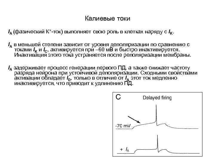 Калиевые токи IA (фазический К+-ток) выполняет свою роль в клетках наряду с IK. IA